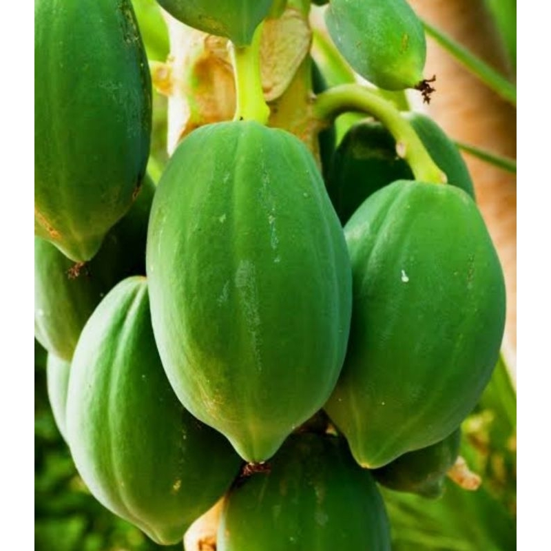 

BUAH PEPAYA CALIFORNIA MUDA SAYUR 1 KG