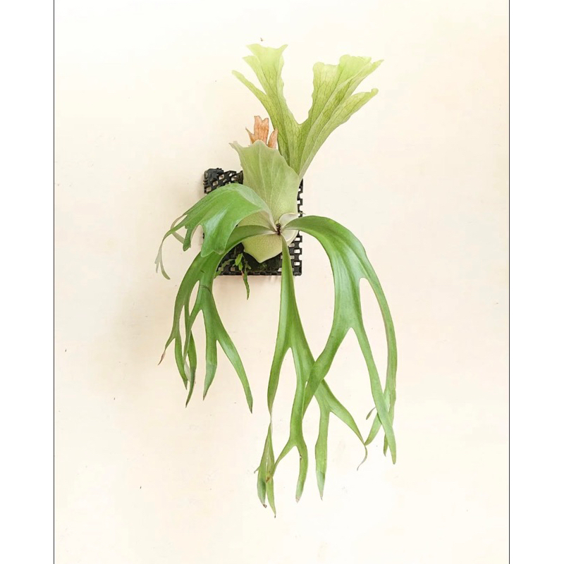 platycerium willinckii