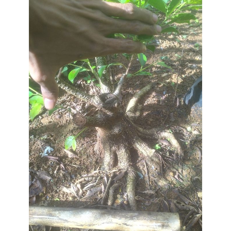 bahan bonsai kimeng pecah batang prokar