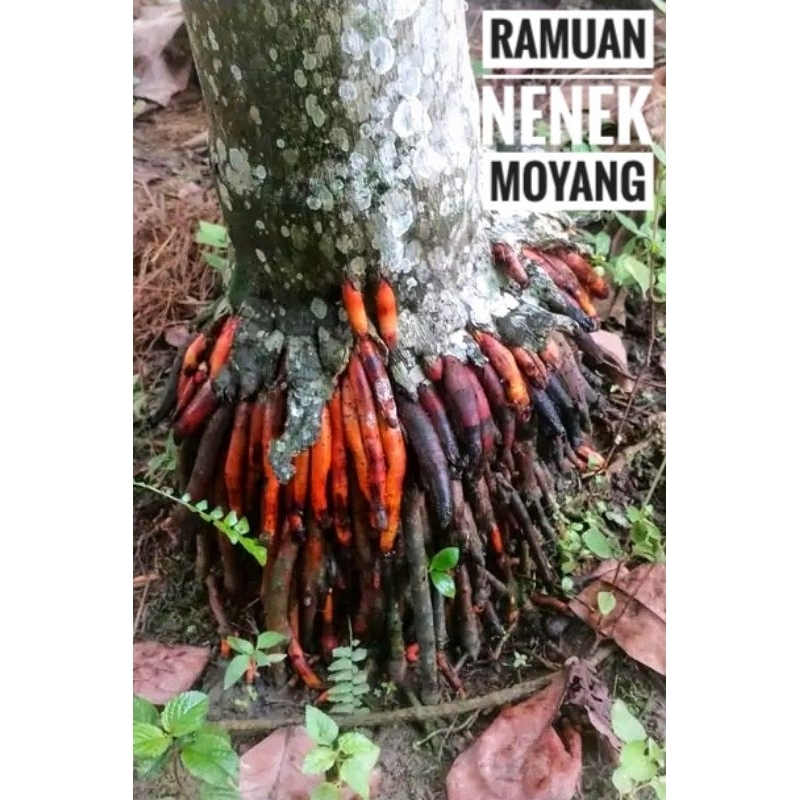 

Akar Pinang 250Gram