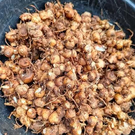

Kencur cikur Segar 1kg