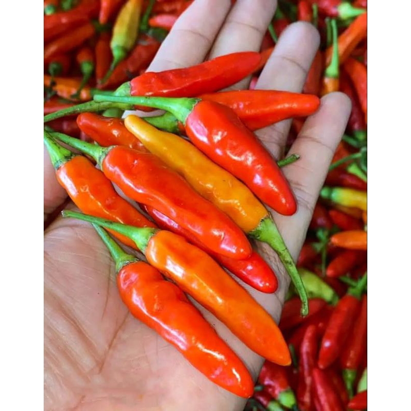 

CABE RAWIT/LOMBOK TEMANGGUNG ORIGINAL hasil tani langsung harga per 1 ons/ 100 gram