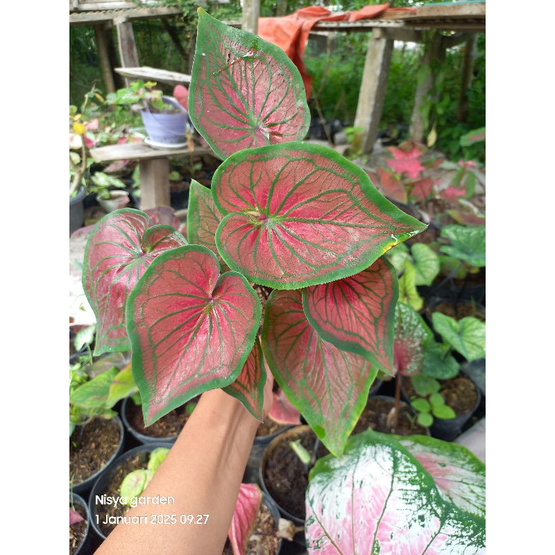 caladium tambuna remaja