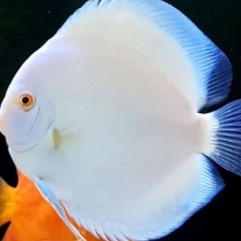 hiasan aquarium ikan discus white diamond 1inch