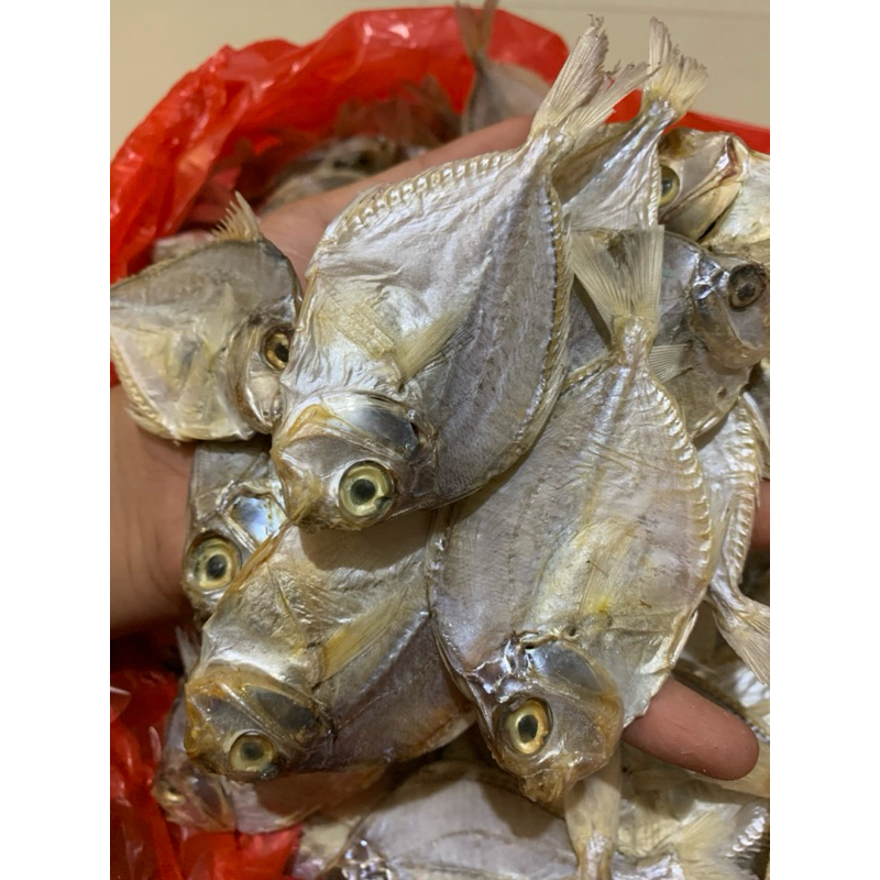 

Ikan Dodok/Pirek Besar