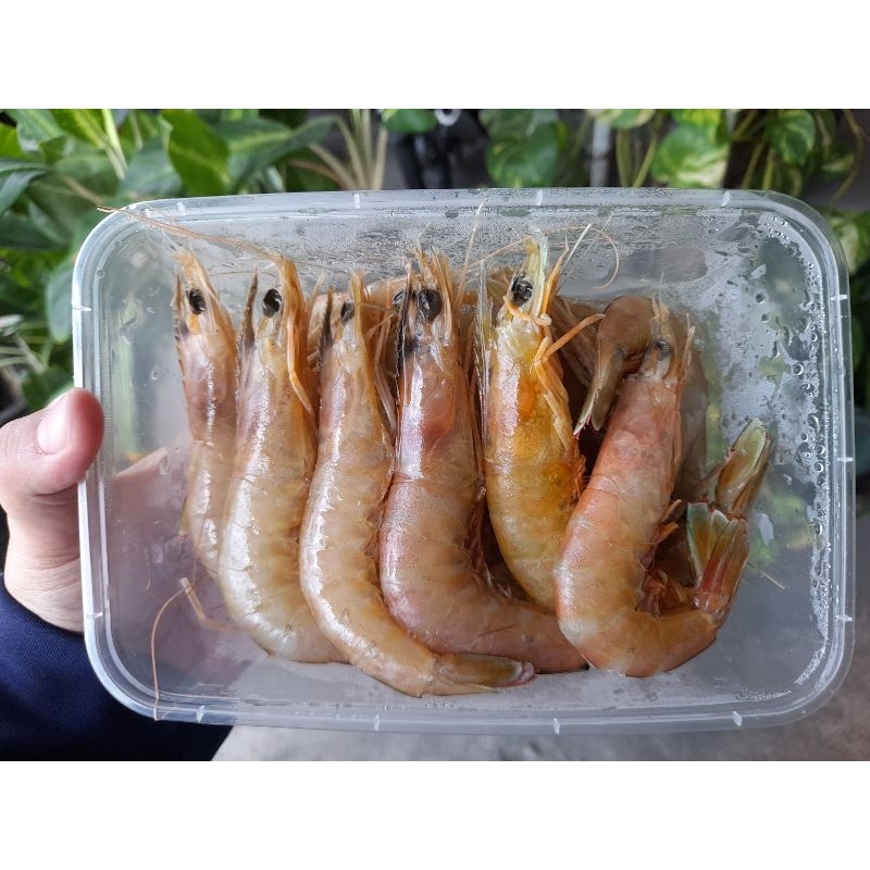 

Udang White size 50