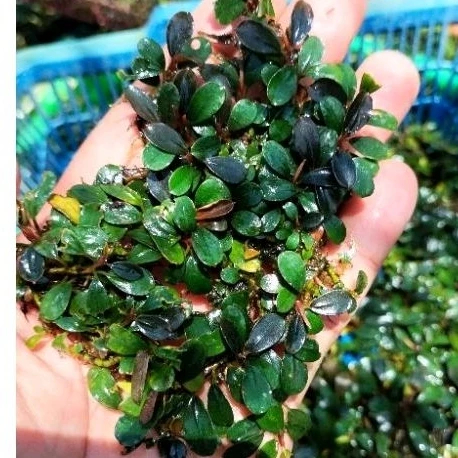 TOP QUALITY  Bucephalandra MINI MELAWI per Clump