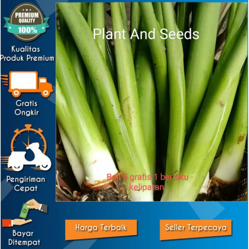 BIBIT TALAS BENENG JUMBO ASLI