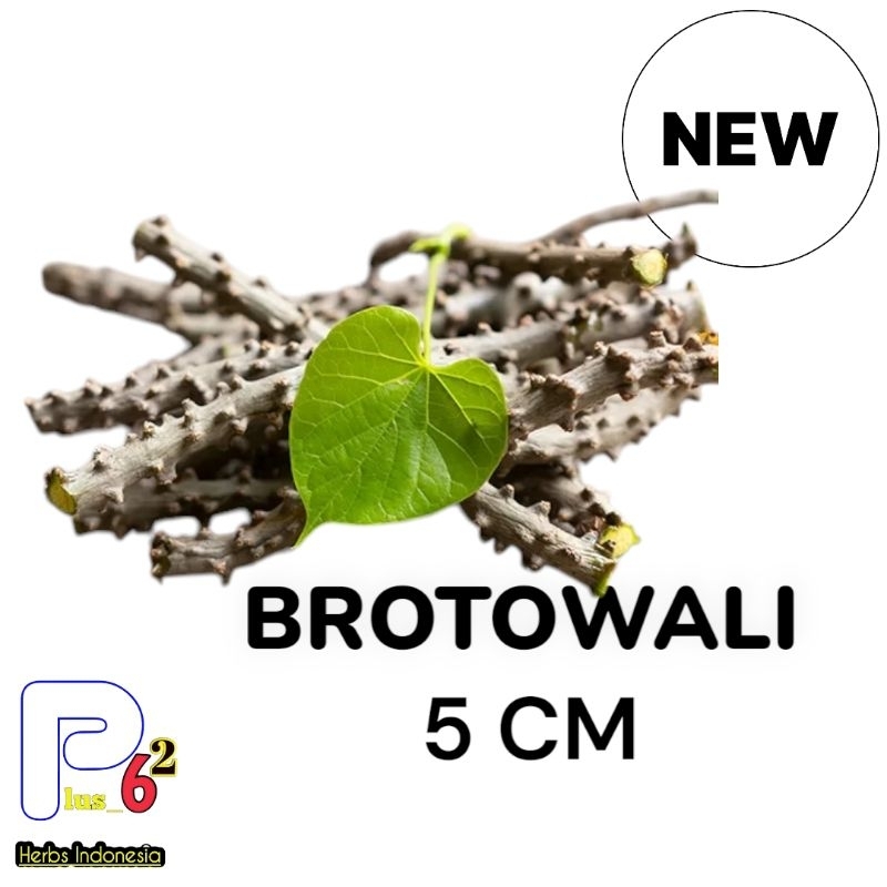 

Herbs Brotowali/Batrawali Sapih Asli Brotowali Segar