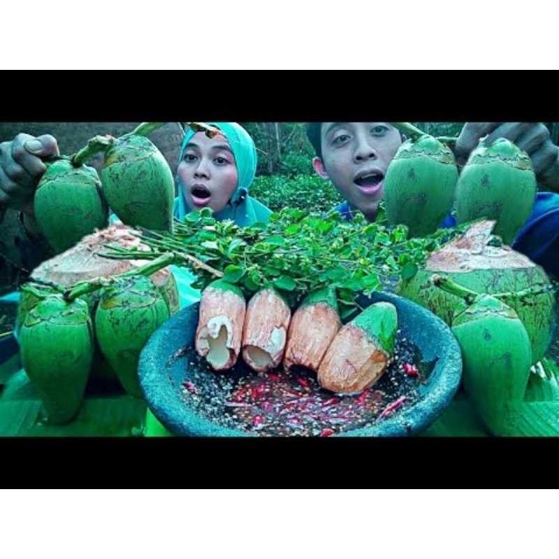 

cengkir kelapa muda per1butir