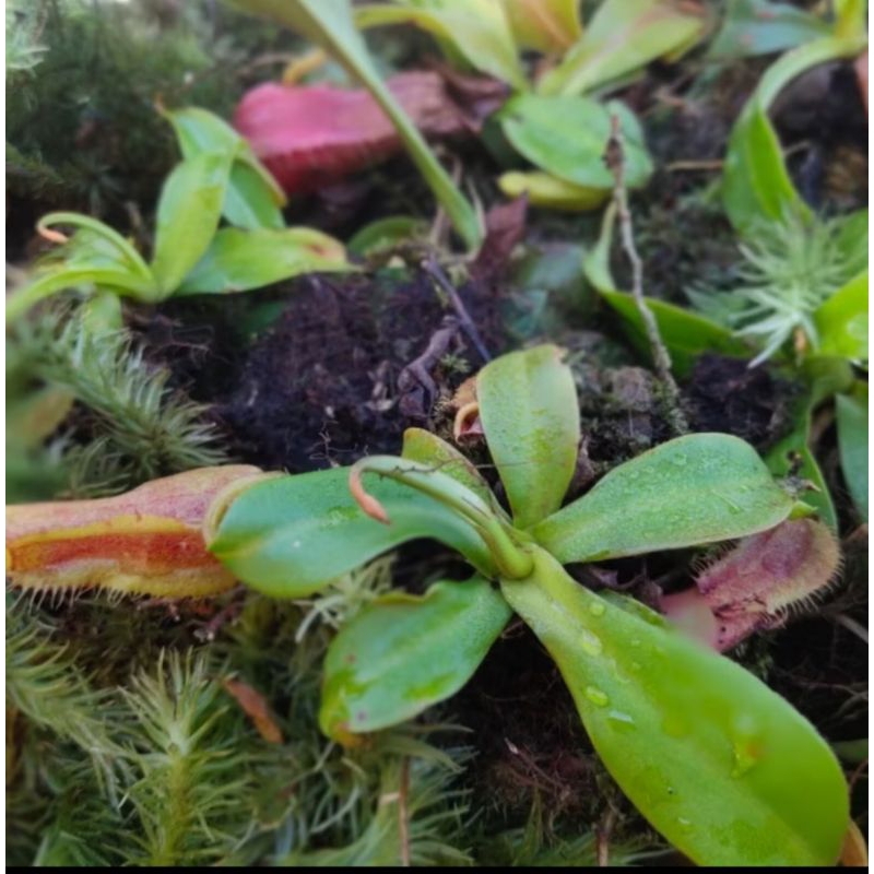 peromo angrek langka kantong semar bibit kantong semar