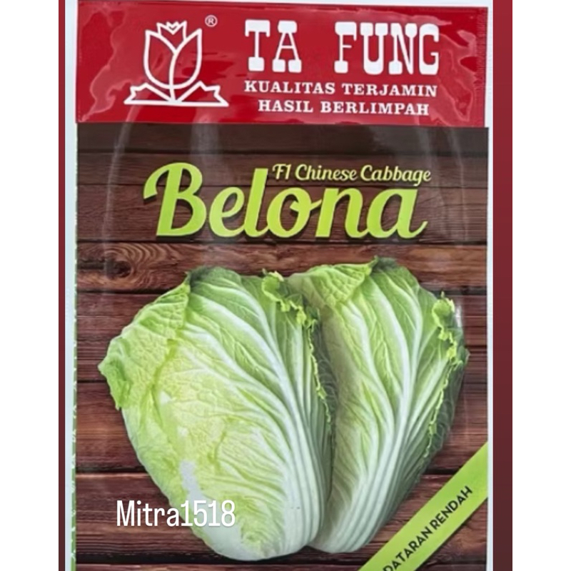 Benih Sawi Putih Belona Chinese Cabbage F1 10gr (8.000 Biji) Bibit Sawi Putih Belona Benih Sawi Ta F