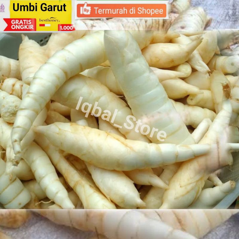 

New Promo Umbi Garut Segar Tarigu 1kg Fresh Obat Asam Lambung GERD