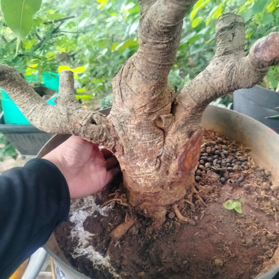 BIBIT BONSAI Tanaman hias Bonsai Ficus Religiosa/Bonsai pohon Bodhi pupus merah bagus subur bogel
