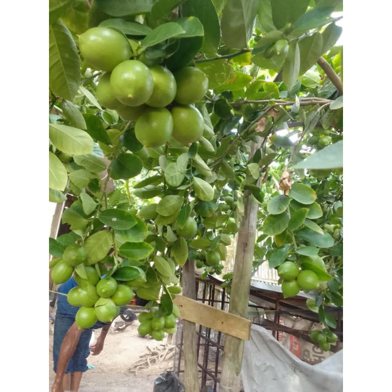 

jeruk lemon super lebat