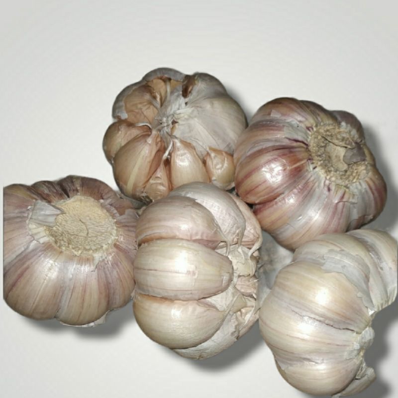 

bawang putih biasa