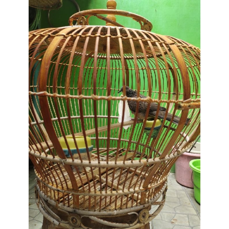 Burung Tekukur Kuk 2