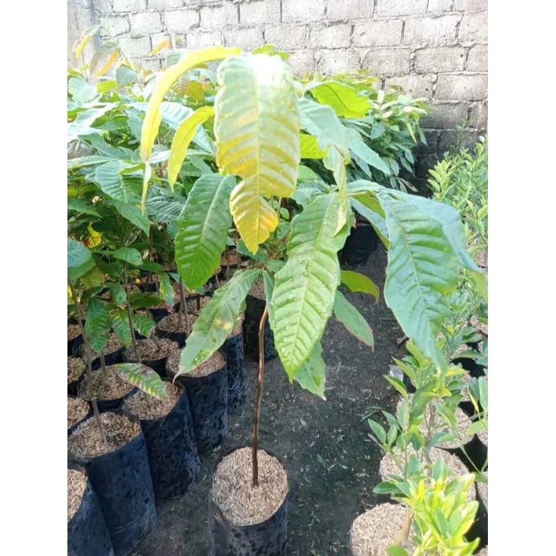 bibit buah matoa super unggul