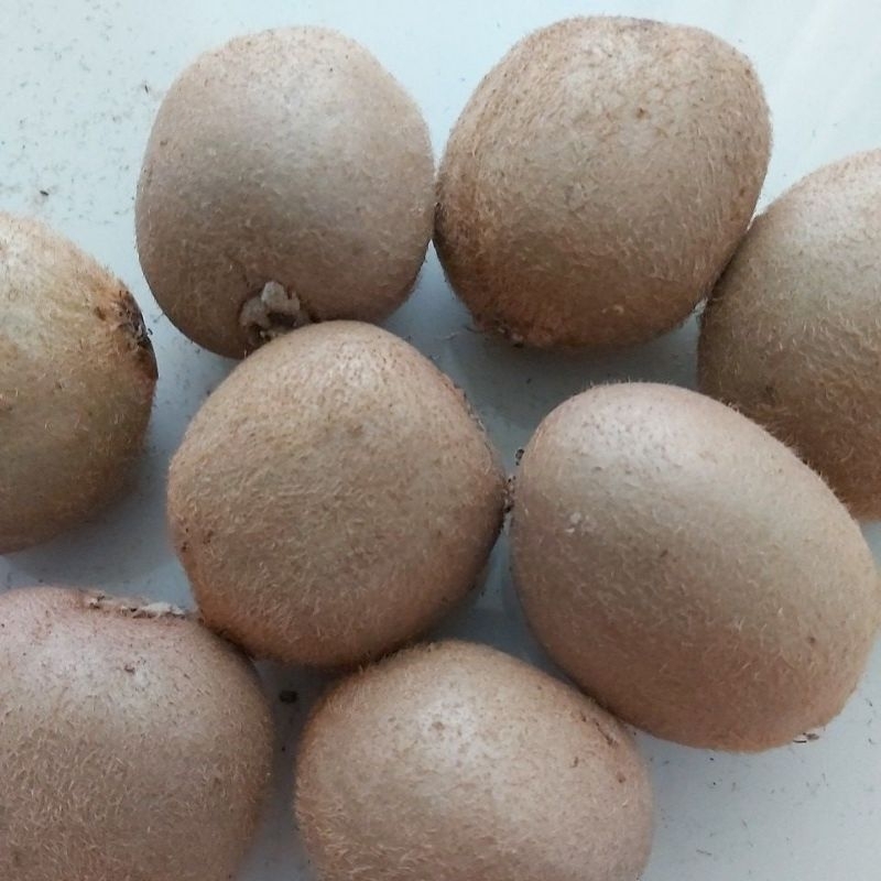 

Buah Kiwi Import
