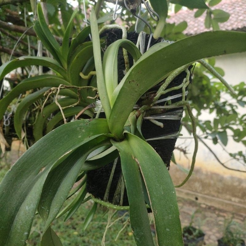Anggrek vanda foetida rawatan