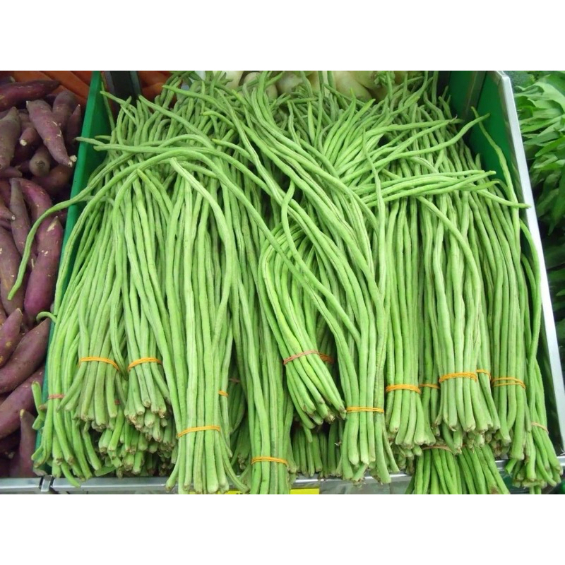

Kacang Panjang 1 Ikat