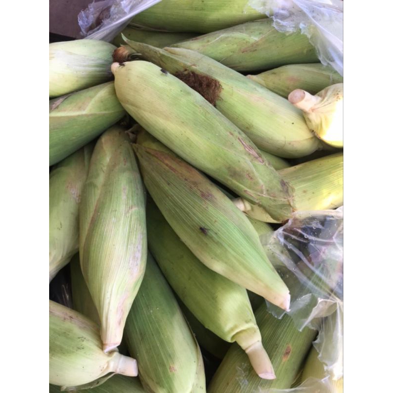 

Jagung Manis