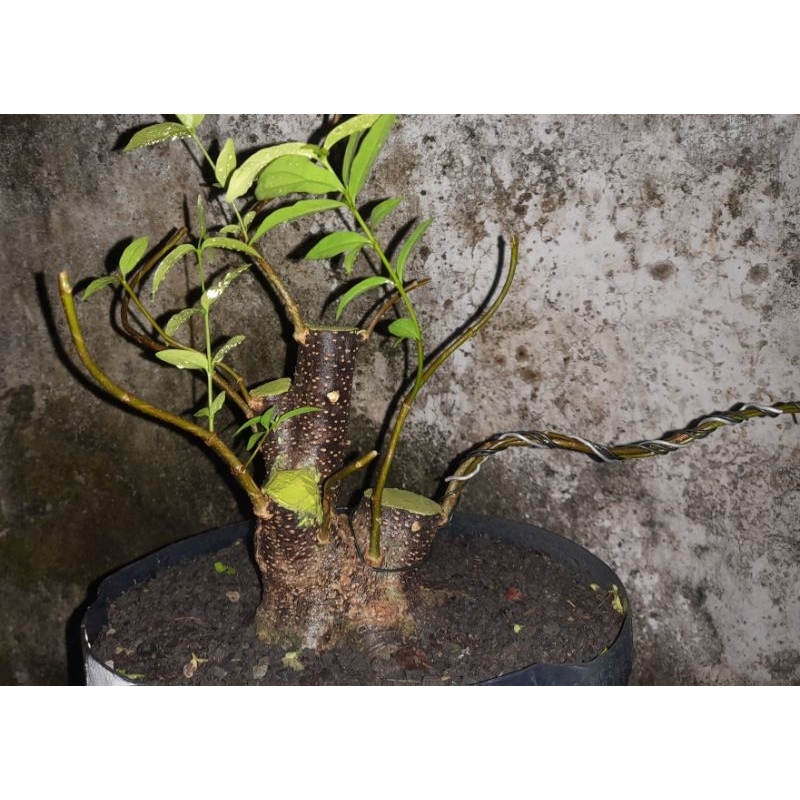 ANTING PUTRI BATANG HITAM