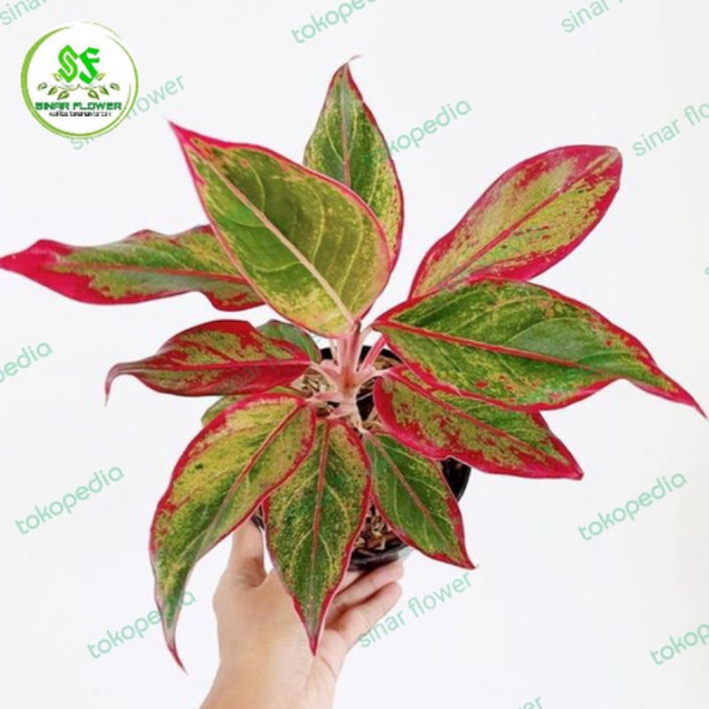 Tanaman Hias Aglonema Sri rejeki/ Aglonema Siam Aurora/ Lipstik Siam / Tanaman Pembersih Udara/Tanam