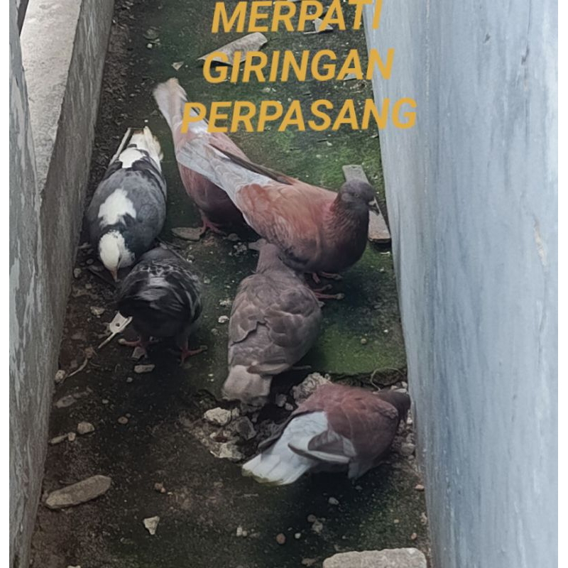 Burung merpati sepasang giring