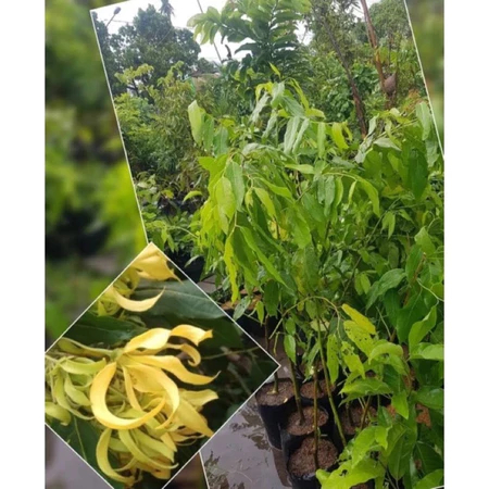 BUNGA KENANGA KUNING SUPER WANGI