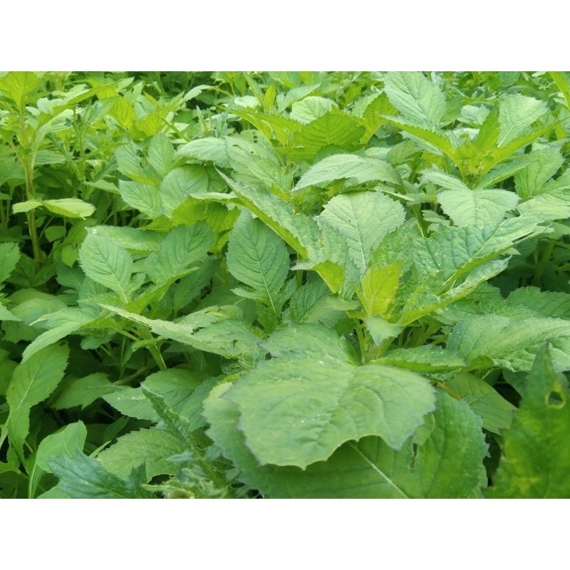 

Daun Sintrong organik 1 kg