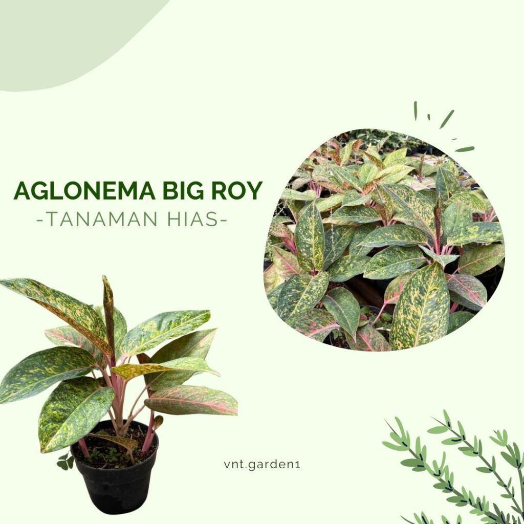 ￼Aglonema Big roy/Tanaman Hias Aglonema/Tanaman Hias Daun Merah