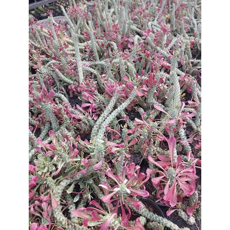 euphorbia monadenium