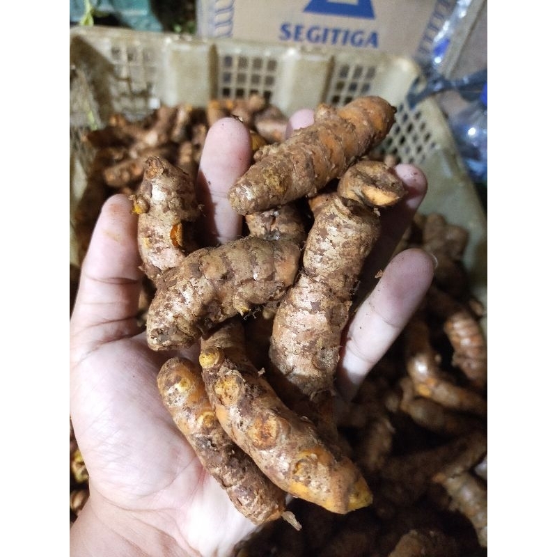 

Kunir segar - kunir jumbo - kunir deriji - kunir dapur - bahan kunir asem