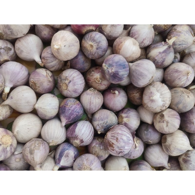 

Bawang Laki Luar 500 gram