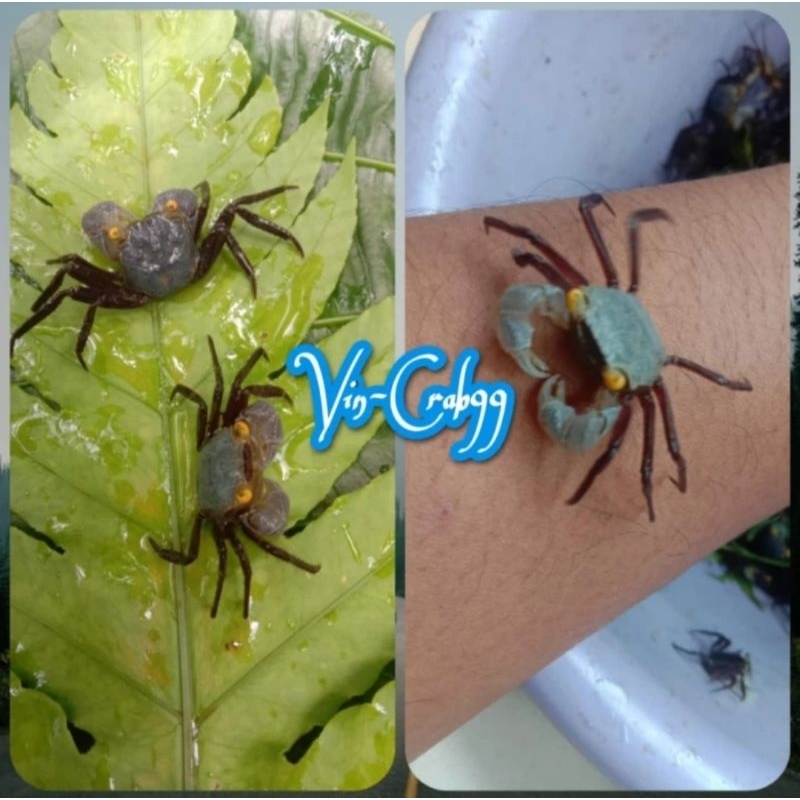 

Kepiting Hias Mini Tawar (Blue Carnaval)