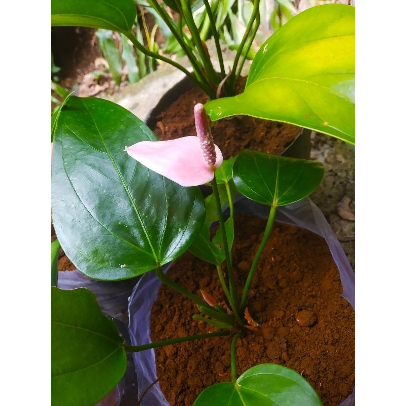 Bunga Anthurium Bunga Pink Kecil | Merah Muda