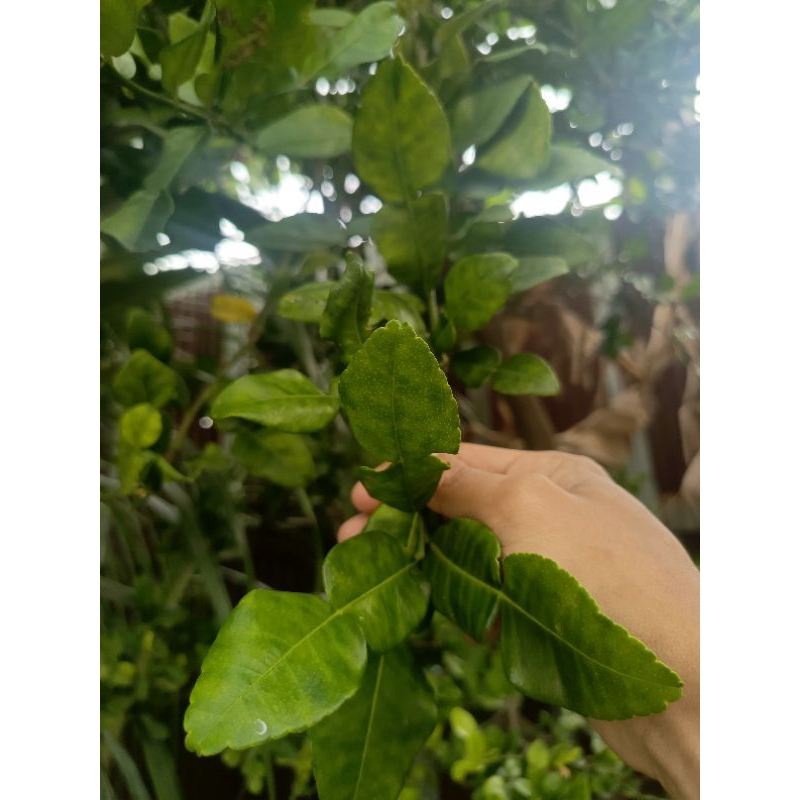 

Daun Jeruk Purut Segar - Dipetik saat ada pesanan