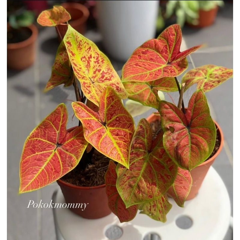 Caladium New Wave - tanaman hias keladi new wave cantik murah