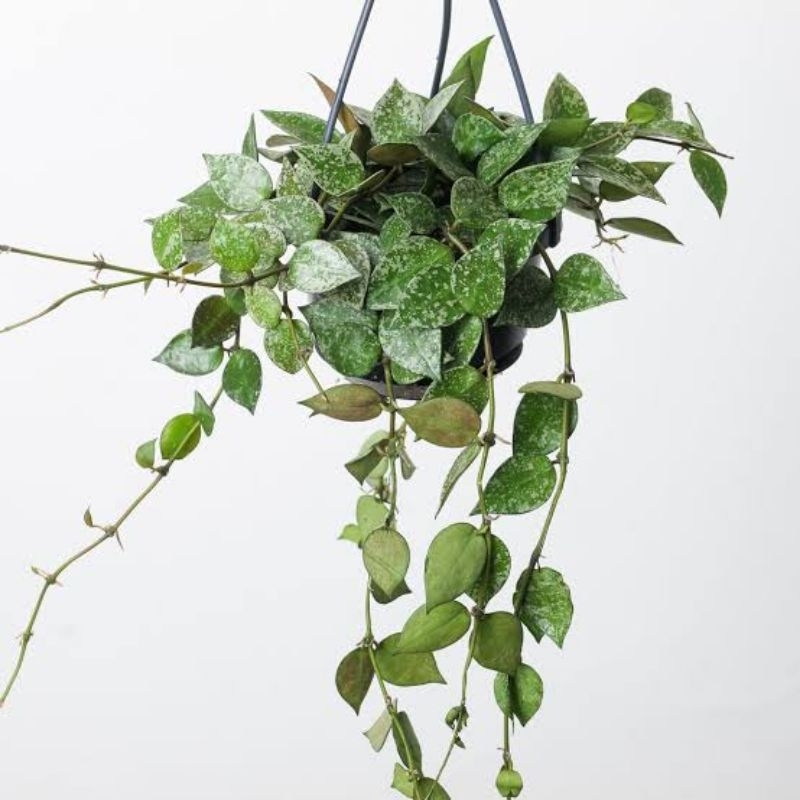 Hoya/Tanaman Hias Hoya Lacunosa/hoya kerri/tanaman hias hoya carnosa, Lacunosa obovata/Hoya mathilde