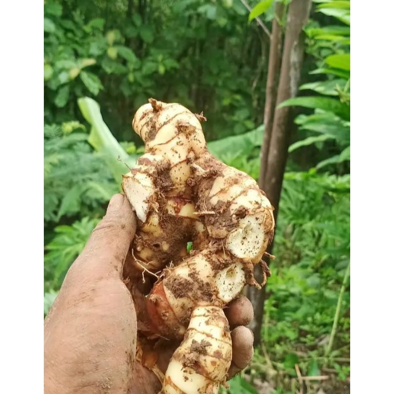 

Laja Laos putih segar rempah organik dan berkhasiat