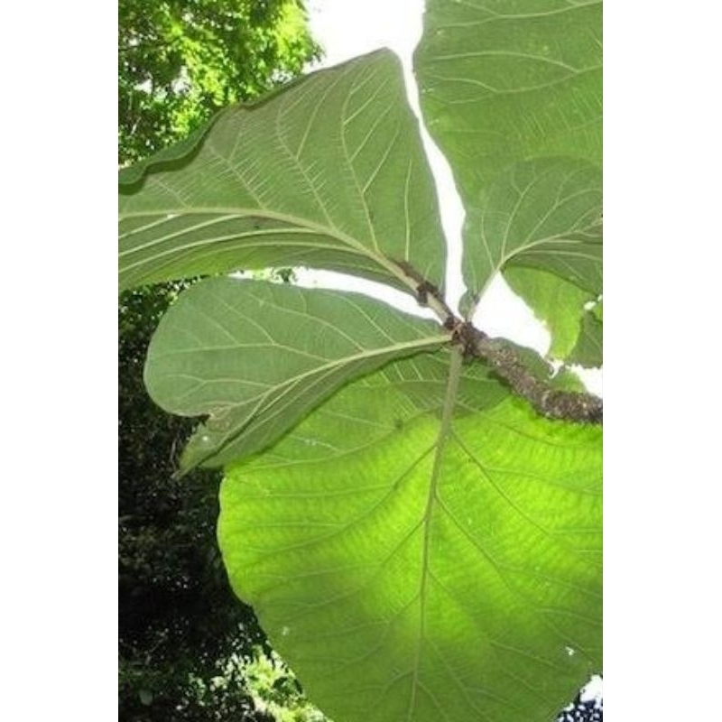 

Daun Jati Segar - Daun Jati 1 Kg