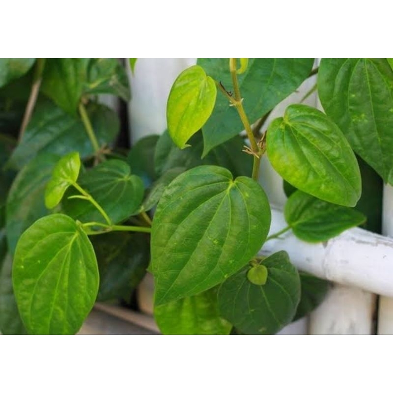

DAUN SIRIH 100% Asli 30 Lembar