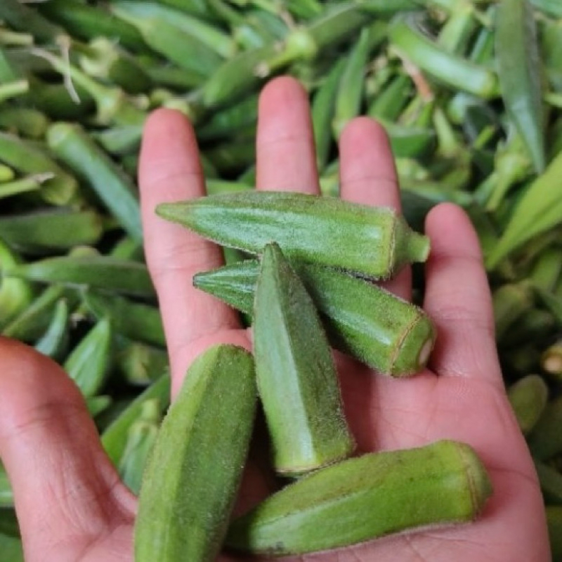 

Sayur Baby Okra Hijau Segar Small Size Murah 500 gr