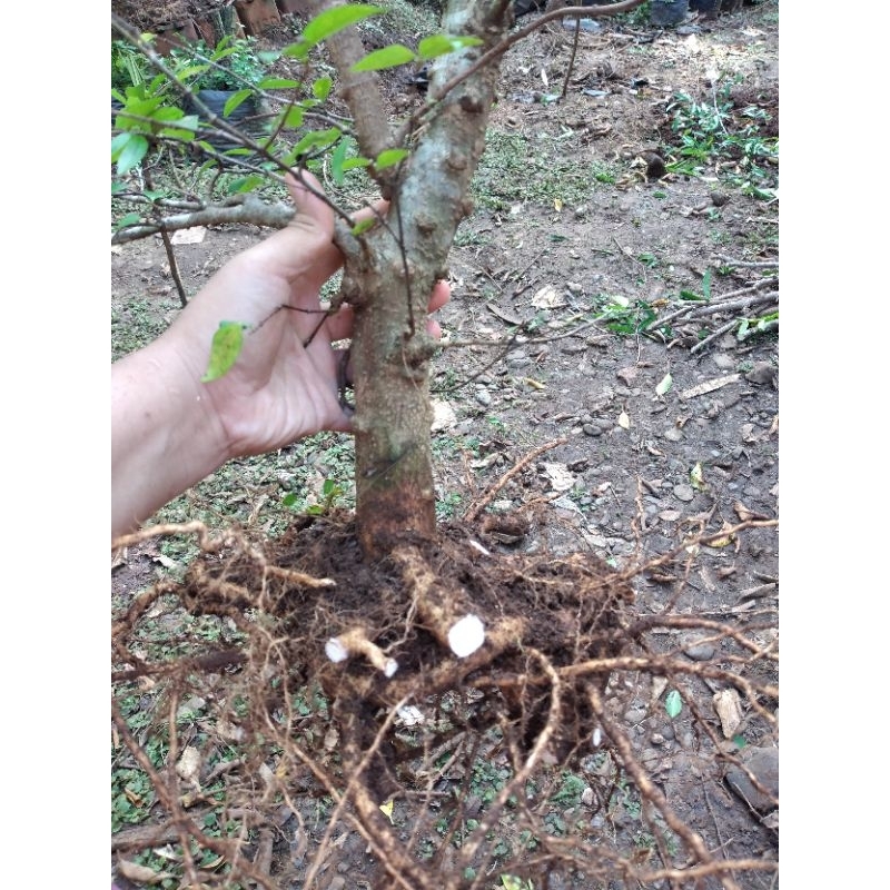 Bahan bonsai anting putri paket 2 pohon besar berkatakter