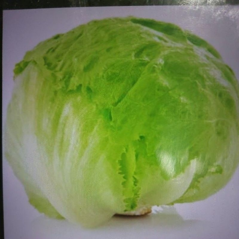 

Lettuce / Selada Lettuce