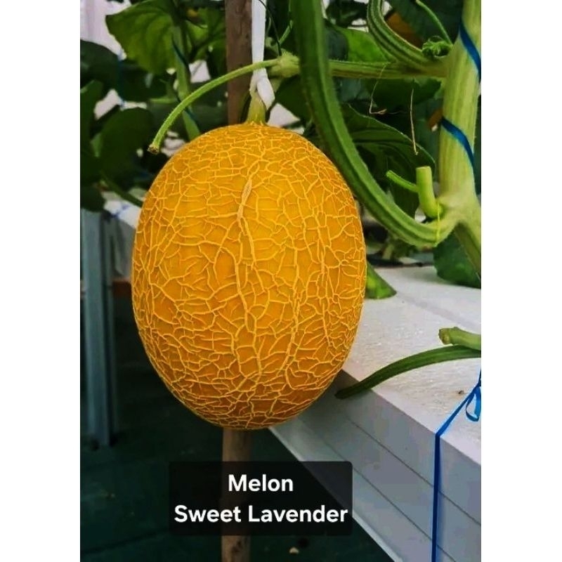 BENIH MELON SWEET LAVENDER 50 BIJI