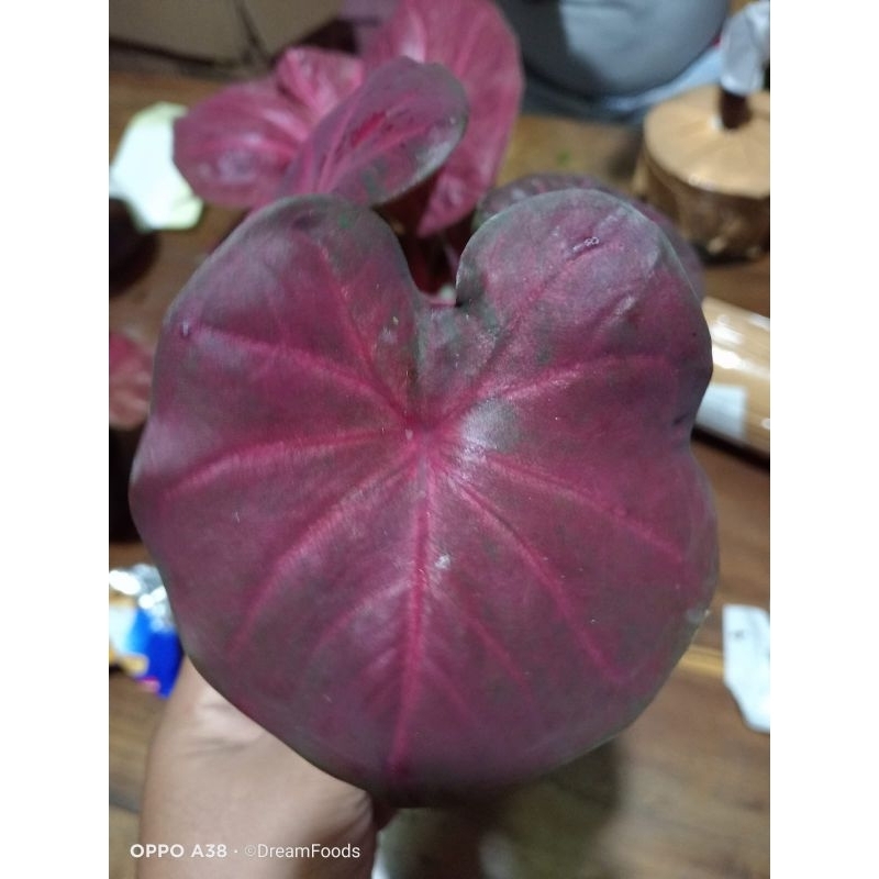 caladium Naga Geni Phatalung and Red Sweety