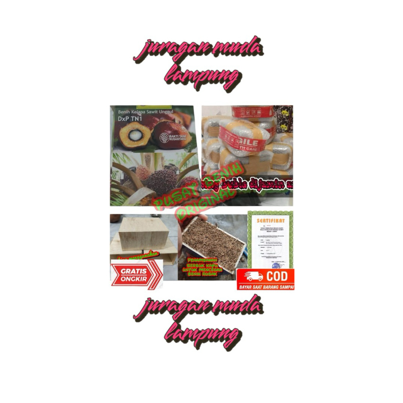 Bibit Kecambah polong kelapa sawit DxP TN 1 Kualitas Super