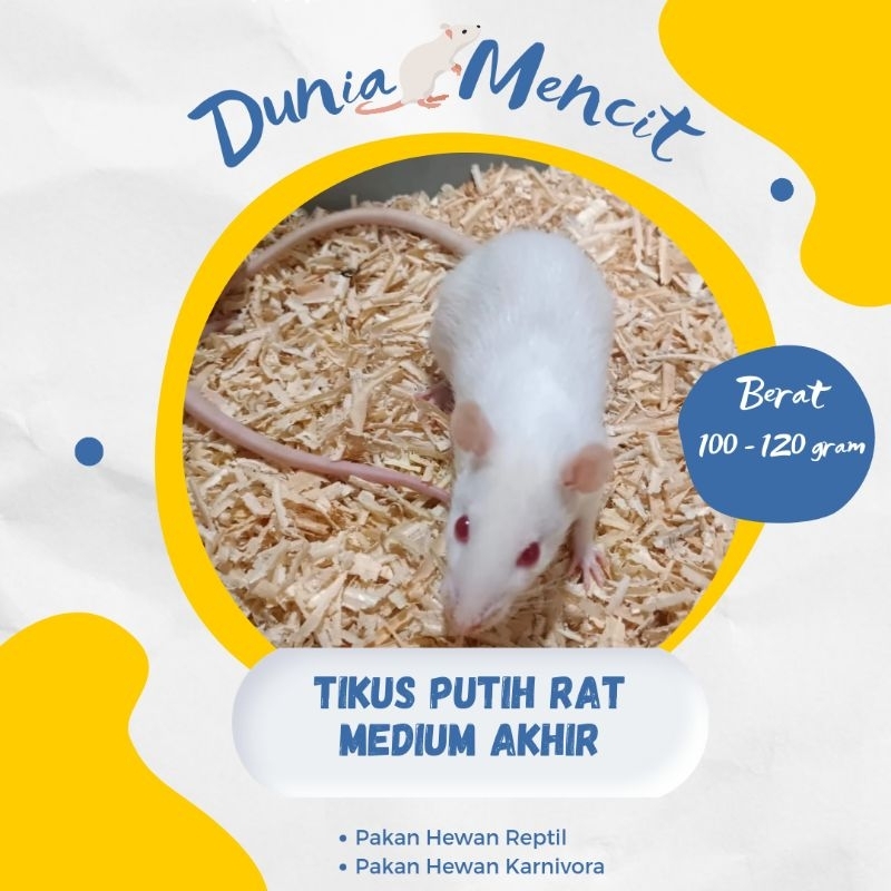 Tikus Putih Rat Medium Akhir